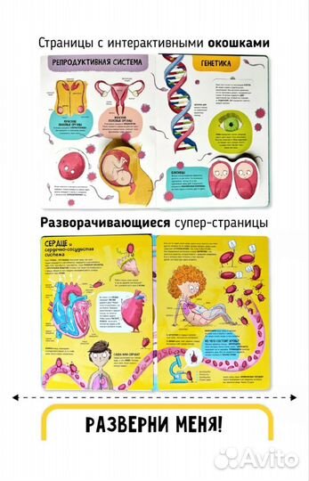 Книга с окошками Тело человека анатомия для детей