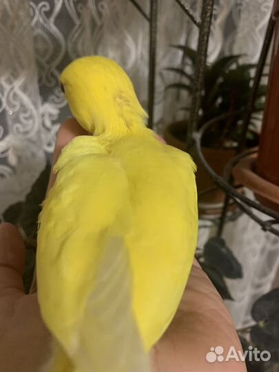 Ручной ожереловый поругай