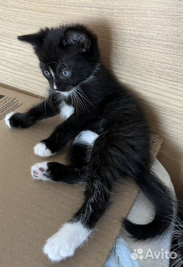 Красавчик котенок