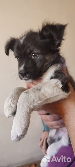 Отдам щенка в добрые руки