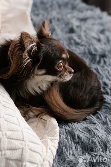 Вязка чихуахуа - кобель