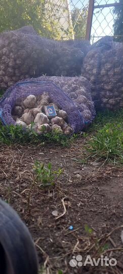 Чеснок домашний