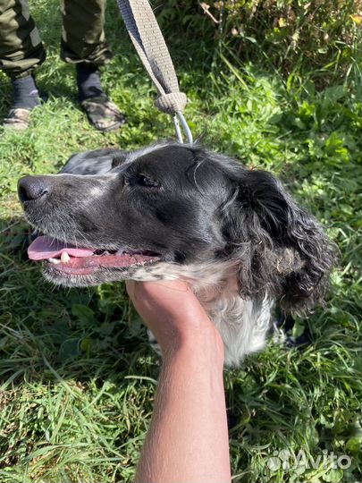 Спаниель в добрые руки