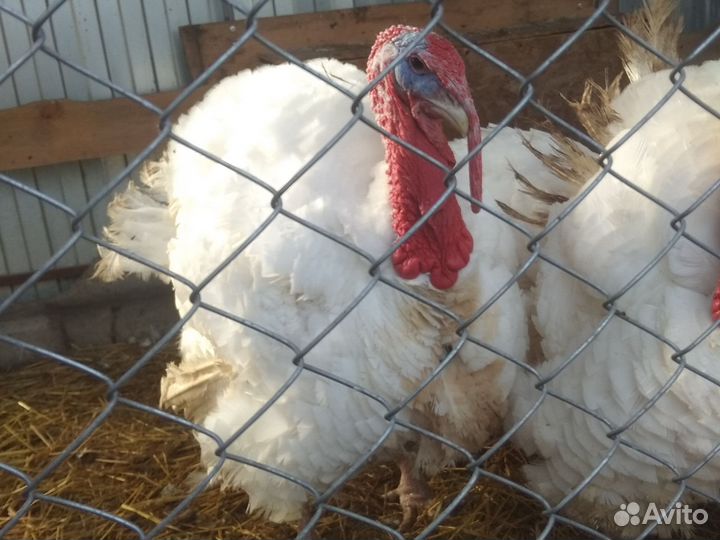 Мясо индюка