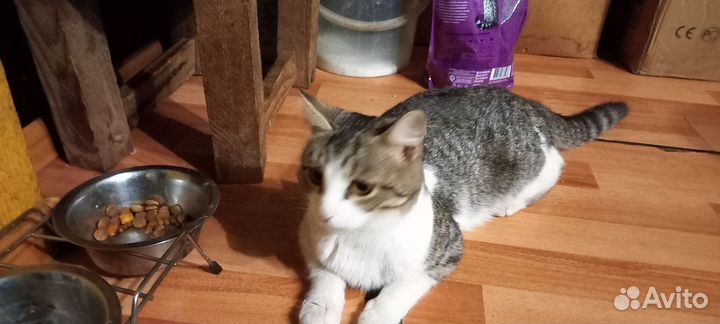 Кошка