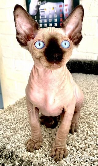 Канадский сфинкс