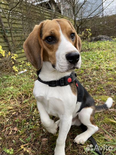 Вязка кобеля бигля