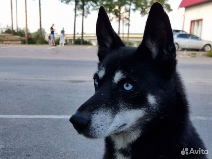 Передержка для собак