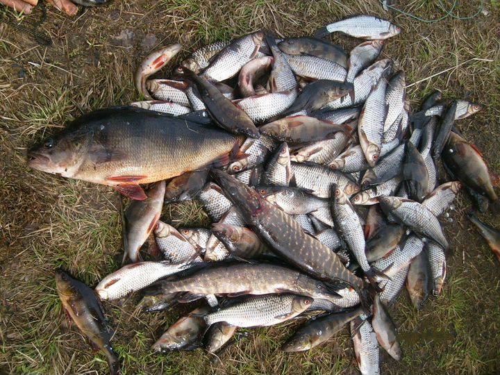 Участок 14,5 сот. (ИЖС)