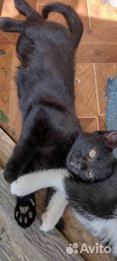 Отдам котят в добрые руки, бесплатно