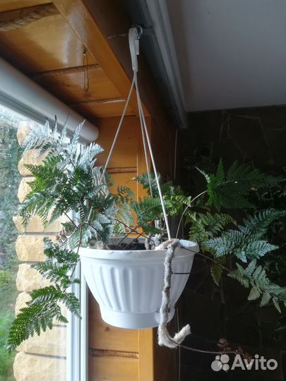 Папоротник Давалия (Паучьи Лапки)