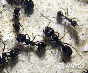 Муравьи messor structor