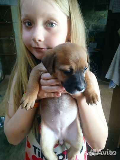 Щенята Стаффорд