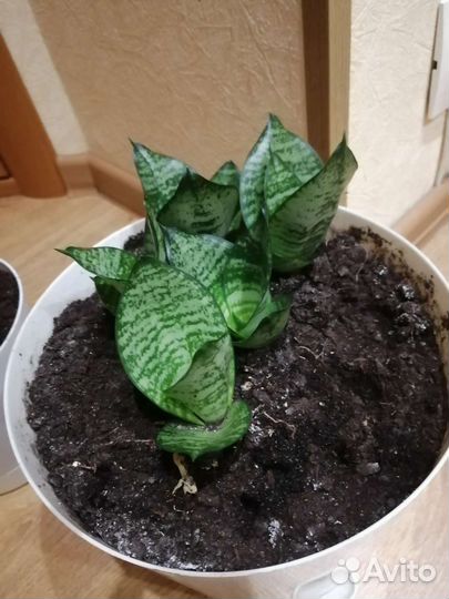 Щучий хвост. Сансевиерия Ханни (низкорослая)