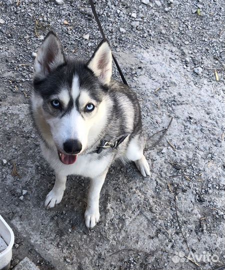 Передержка собак