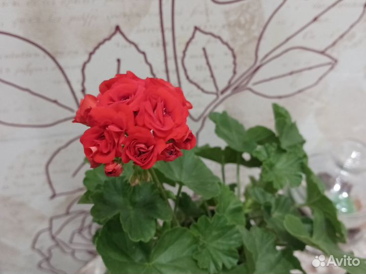 Герань розебудная