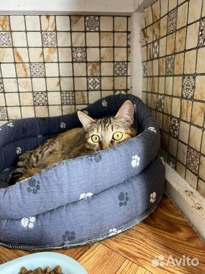 Кошечка в добрые руки