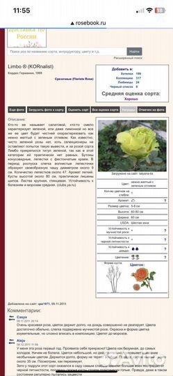 Роза чайно-гибридная Лимбо