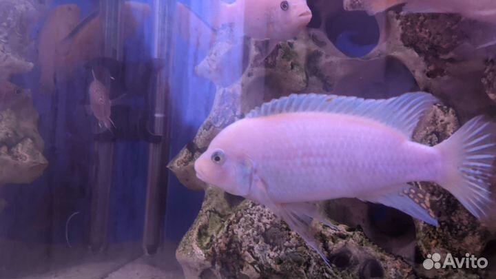 Аквариумные рыбки (Цихлиды)