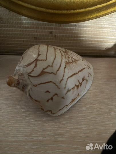 Ракушка большая