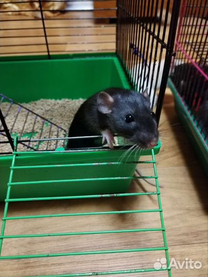 Крыски Дамбо