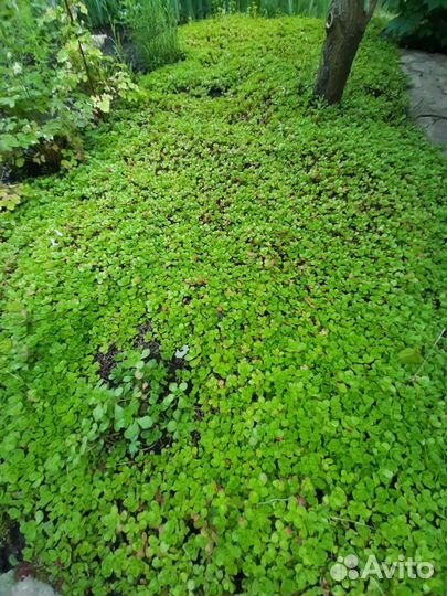 Почвокровник, очиток, седум, молодило, многолетник