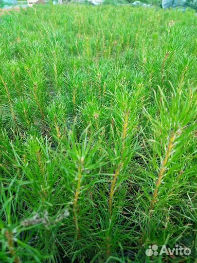 Сеянцы сосны обыкновенной зкс