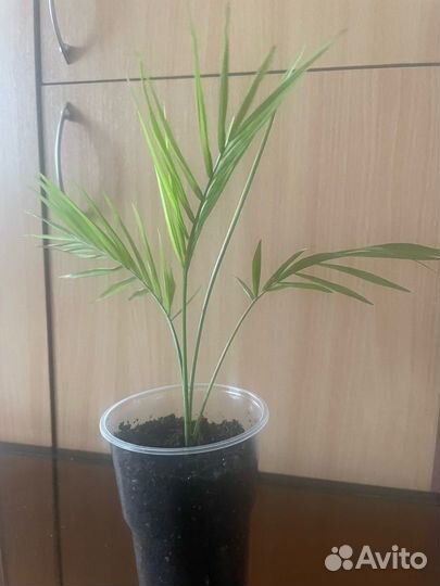 Комнатные цветы