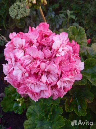 Пеларгония гераньтюльпановидная