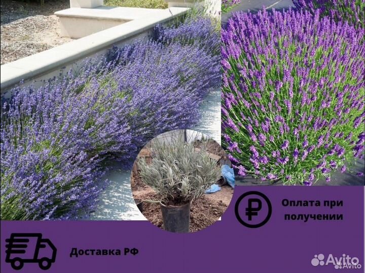 Лаванда саженцы