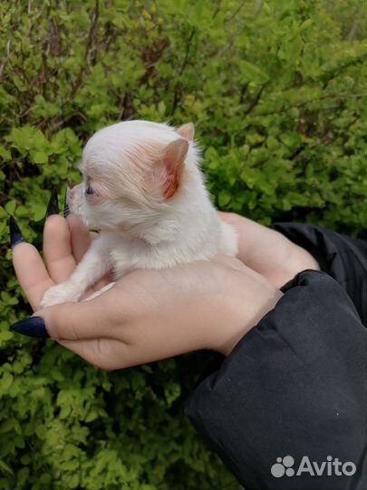 Щенки чихуахуа длинношерстные мини