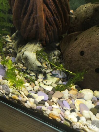 Креветки блю дрим