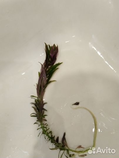 Аквариумные растения