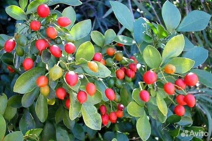 Муррайя метельчатая