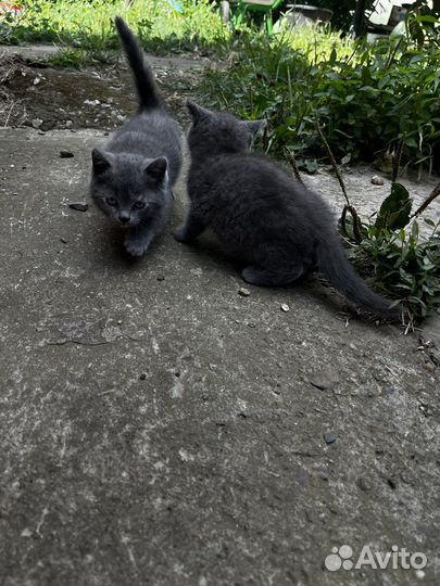 Британские котята