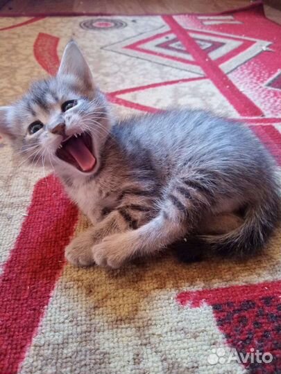 Котята в дар бесплатно