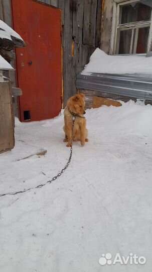 Щенок 5 мес. Мальчик