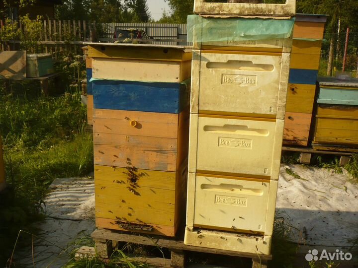 Продам пчелосемьи зимовалые