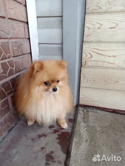 Щенки шпица,девченка