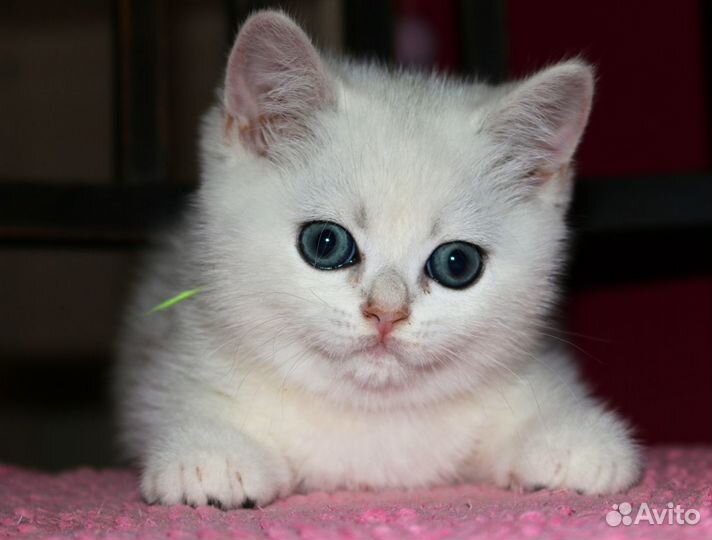 Котята серебристые шиншиллы колор поинт