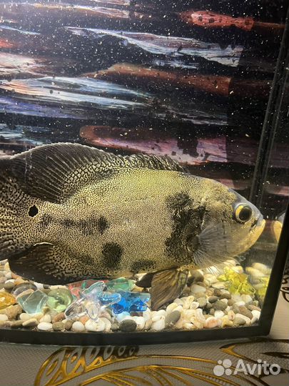 Астронотус