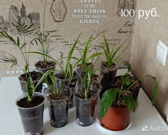 Комнатные растения