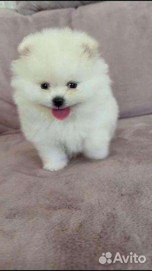 Мальчик Шпиц