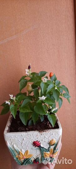 Каллистемон, Перец острый, Фикусы и финики