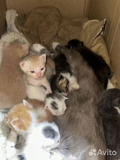 Котята бесплатно