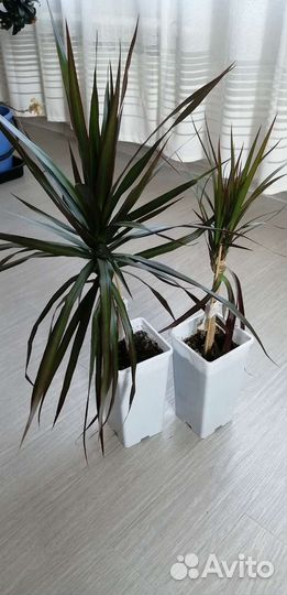 Пальма драцена