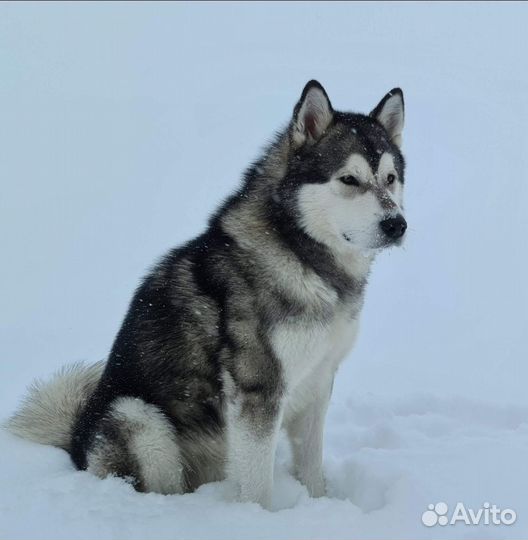 Маламут для вязки