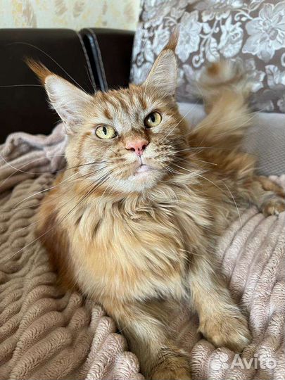 Мейн-кун девочка