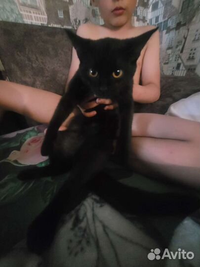 Кошка в дар бесплатно