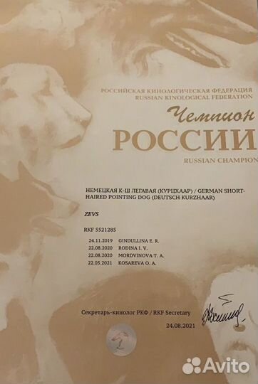 Вязка курцхаар